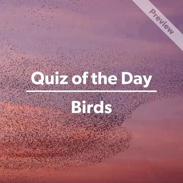 Quiz of the Day